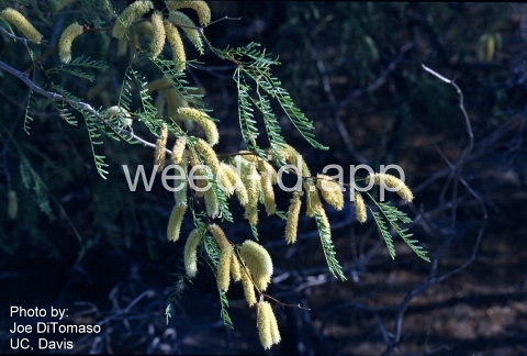 mesquite, honey